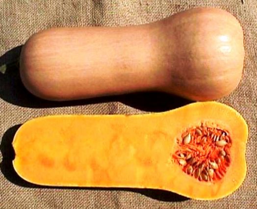 Тыква мускатная Атлас, 50шт семян