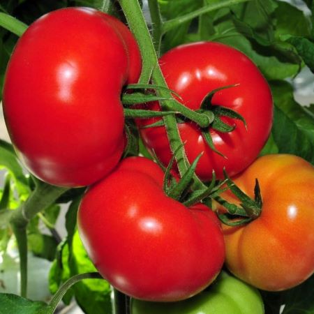 Томат детерминантный Джейн, 1г семян