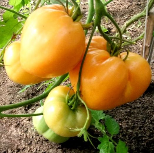 Томат детерминантный Золотое сердце, 1г семян