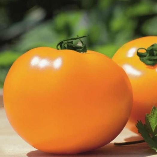 Томат детерминантный Сахара F1, 50шт семян