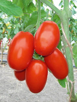 Томат детерминантный Торквей F1, 50шт семян