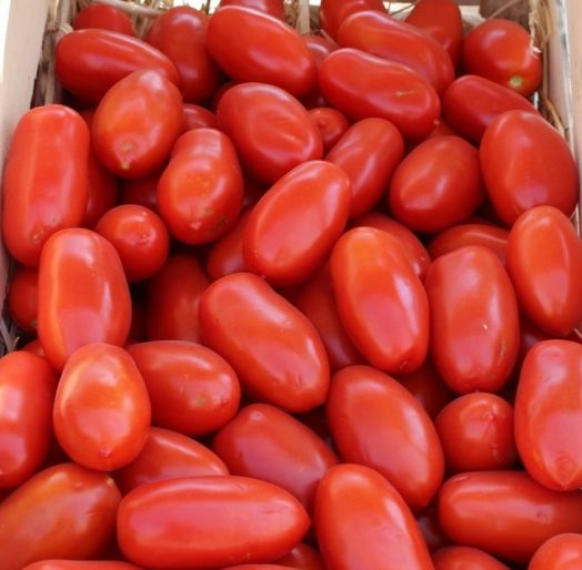 Томат детерминантный Улиссе F1, 50шт семян