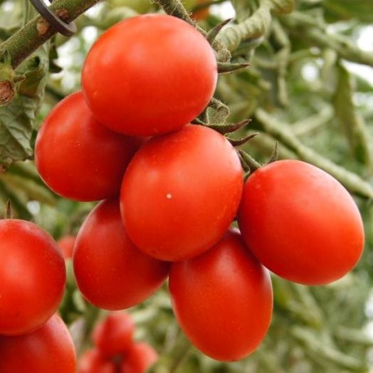 Томат детерминантный 6ПУНТО7 F1, 500 семян