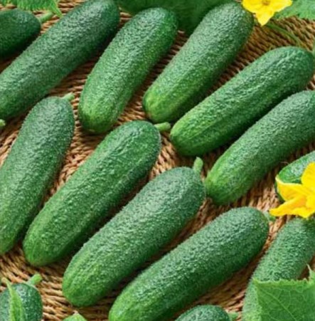 Огурец пчёлоопыляемый Либелле F1, 50шт семян