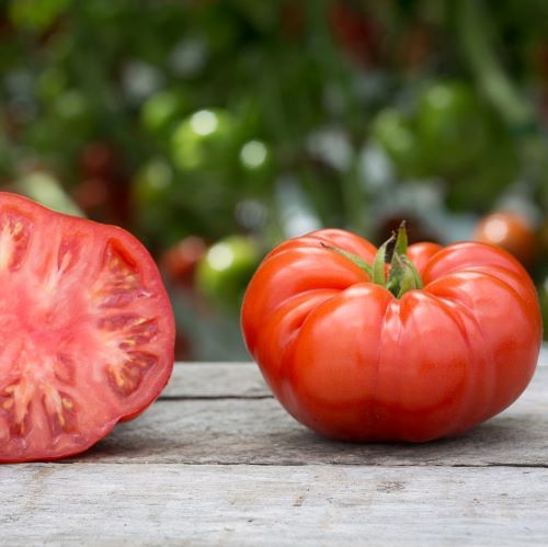 Томат индетерминантный Бифштекс, 1г семян