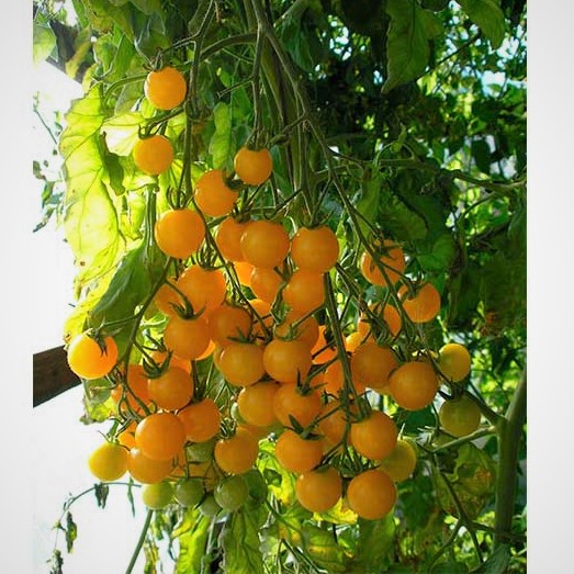 Томат индетерминантный Вишня жёлтая, 1г семян