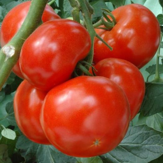 Томат индетерминантный ДОБРУНЬ F1, 250 семян