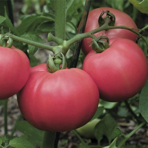 Томат детерминантный Торбей F1, 50шт семян