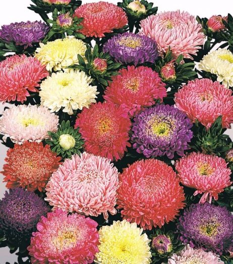 Астра китайская (Callistephus chinensis) Matador Mix, 250 семян