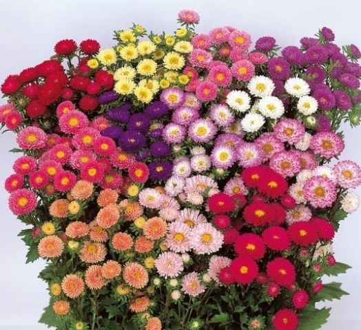 Астра китайская (Callistephus chinensis) Matsumoto Mix, 250 семян