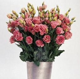 Эустома(Лизиантус) махровая (Eustoma grandiflorum) Abc Rose, 100 драже