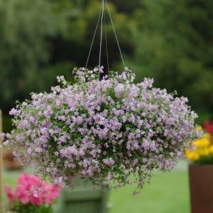 Бакопа сердцелистная (Bacopa cordata) Blutopia, 25 мультидраже