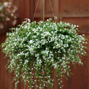 Бакопа сердцелистная (Bacopa cordata) Snowtopia, 25 мультидраже