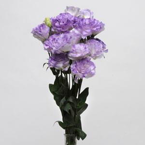 Эустома(Лизиантус) махровая (Eustoma grandiflorum) Abc Misty Blue, 100 драже