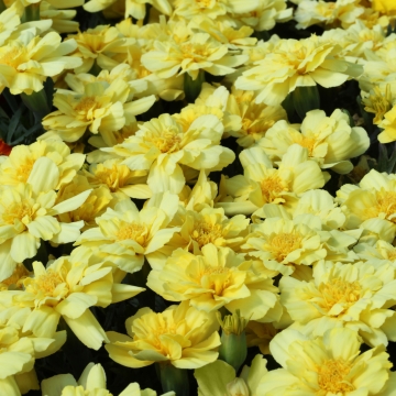 Бархатцы отклоненные (Tagetes patula) Alumia Vanilla Cream, 250 семян