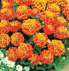 Бархатцы отклоненные (Tagetes patula) Bonanza Harmony, 100 семян
