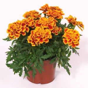 Бархатцы отклоненные (Tagetes patula F1) Durango Bee, 250 семян