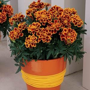 Бархатцы отклоненные (Tagetes patula F1) Durango Flame, 250 семян
