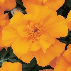 Бархатцы отклоненные (Tagetes patula F1) Durango Orange, 250 семян