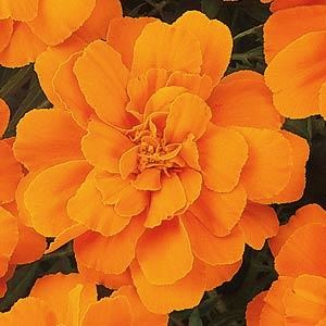 Бархатцы отклоненные (Tagetes patula F1) Durango Tangerine, 250 семян