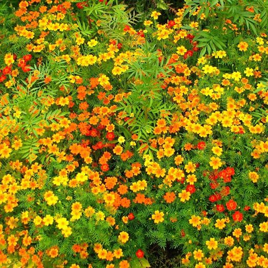 Бархатцы тонколистные (Tagetes tenuifolia) Starfire mix, 2,5г семян
