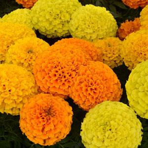 Бархатцы прямостоячие (Tagetes erecta) Taishan Mixture, 100 семян
