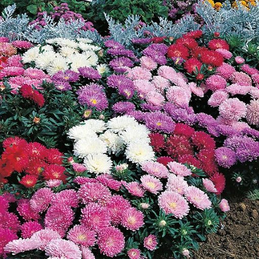 Астра китайская (Callistephus chinensis) Milady Formula Mix, 1г семян
