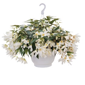 Бегония боливийская (Begonia boliviensis) Groovy White, 25 драже