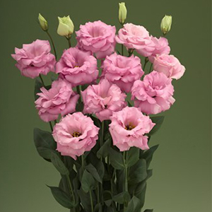 Эустома(Лизиантус) махровая (Eustoma grandiflorum) Arena Hot Pink, 50 драже