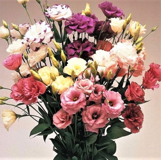 Эустома(Лизиантус) махровая (Eustoma grandiflorum) Arena Mix, 50 драже