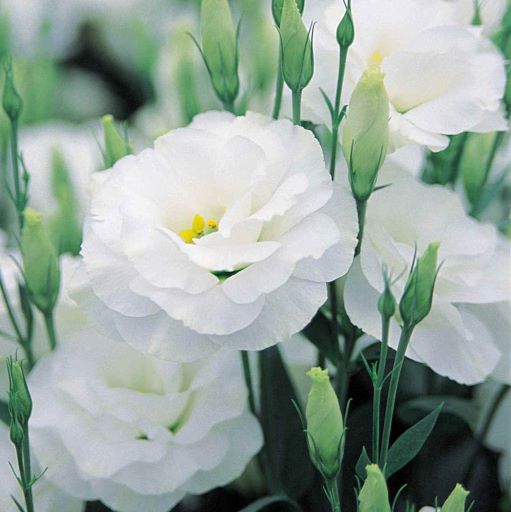 Эустома(Лизиантус) махровая (Eustoma grandiflorum) Arena Mont Blanc, 50 драже