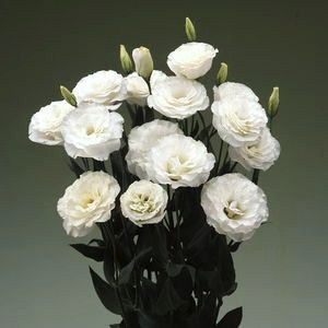 Эустома(Лизиантус) махровая (Eustoma grandiflorum) Arena Kilimanjaro, 50 драже