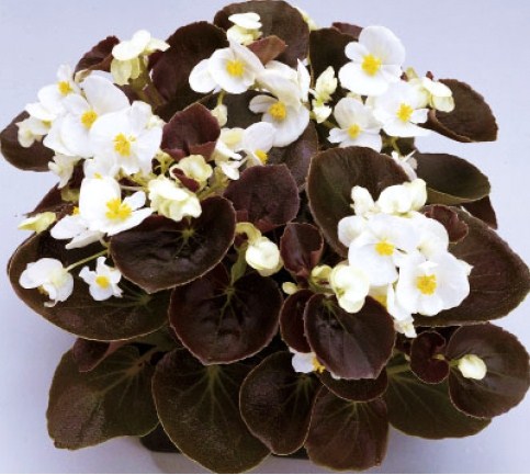 Бегония вечноцветущая (Begonia semperflorens) Senator White F1 , 250 драже