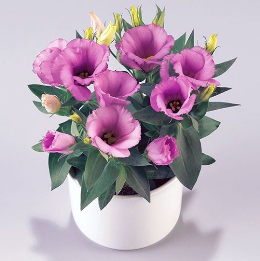 Эустома(Лизиантус) (Eustoma grandiflorum) Carmen Lilac, 50 драже