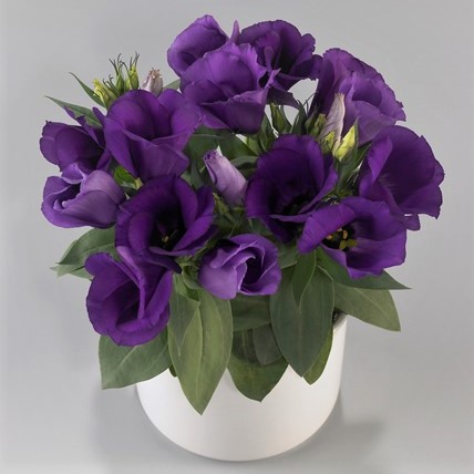Эустома(Лизиантус) (Eustoma grandiflorum) Carmen Blue, 50 драже