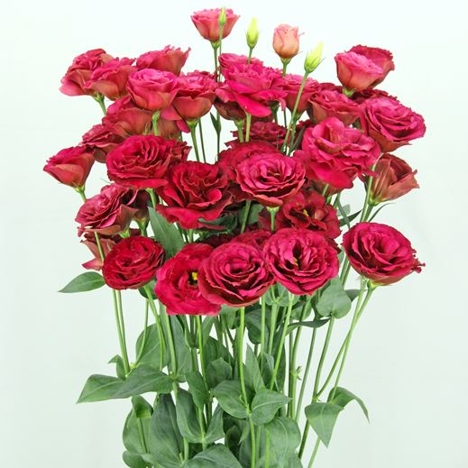 Эустома(Лизиантус) махровая (Eustoma grandiflorum) Croma Red, 50 драже