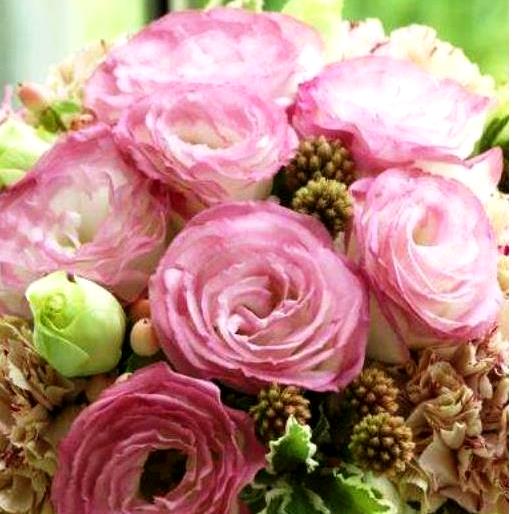 Эустома(Лизиантус) махровая (Eustoma grandiflorum) Croma Pink Picotee, 50 драже