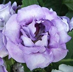 Эустома(Лизиантус) (Eustoma grandiflorum) Rosie Lilac, 50 драже