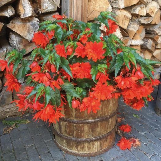 Бегония гибридная (Begonia x hybrida) Funky Orange, 25 драже