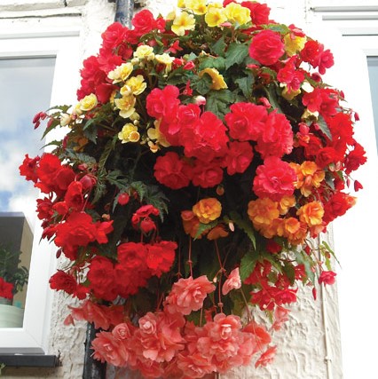 Бегония клубневая (Begonia tuberhybrida) Illumination Mix, 25 драже
