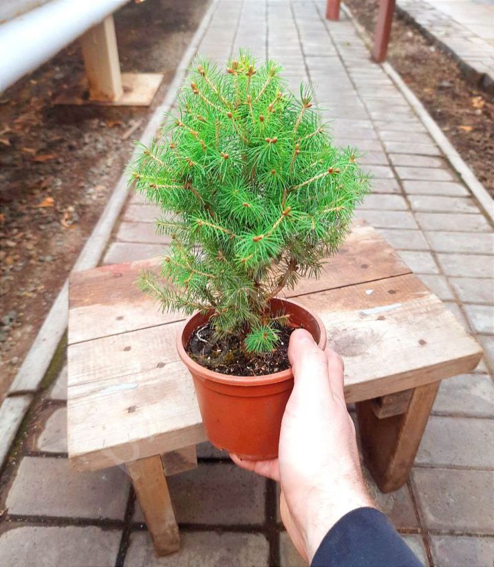 Ель Канадская "Коника" (Комнатная)