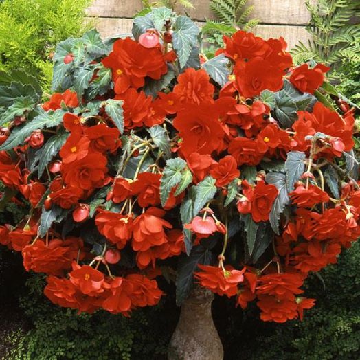 Бегония клубневая каскадная (Begonia tuberosa) Sun Dancer Scarlet Orange, 25 драже