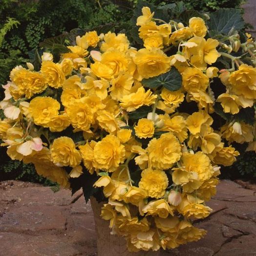 Бегония клубневая каскадная (Begonia tuberosa) Sun Dancer Yellow, 25 драже