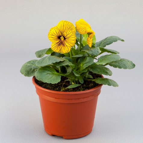 Виола Вильямса (Viola williamsii) Tiger Eye Yellow, 100 семян