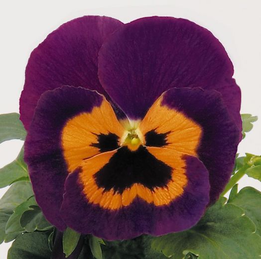 Виола Виттрока (Viola wittrockiana) Inspire Purple&Orange, 100 семян