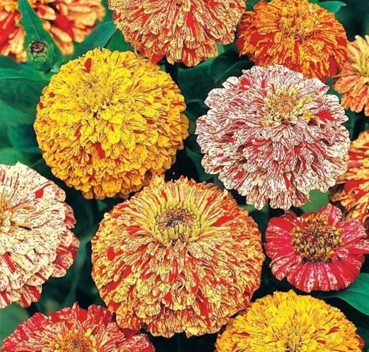Цинния изящная (Zinnia elegans) Candy Stripe Mixed, 2,5г семян