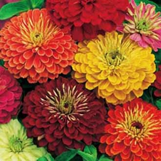 Цинния изящная (Zinnia elegans) California Giants mixed, 2,5г семян