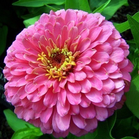 Цинния изящная (Zinnia elegans) Illumination, 2,5г семян