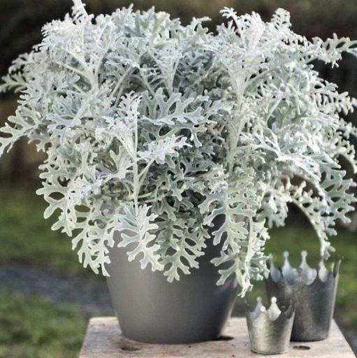 Цинерария приморская (Cineraria maritima) Silverdust, 1000шт семян
