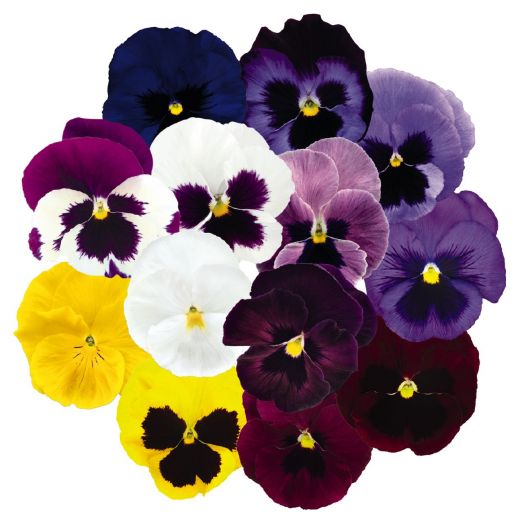 Виола Виттрока (Viola wittrockiana) Inspire DeluXXe Maxi Mix, 100 семян